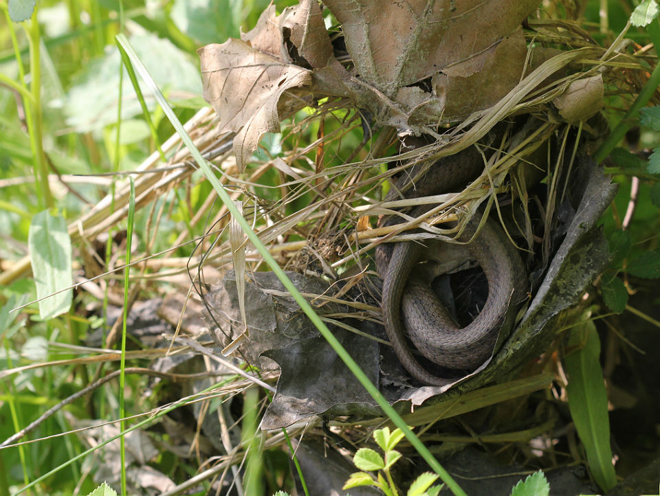 DeKay's Brown Snake